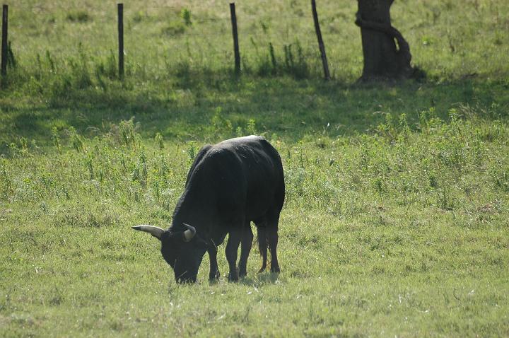 camargue (19)